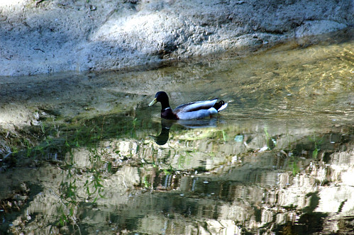 Duck - Spring Creek Preserve