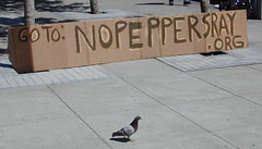 sign:pigeon