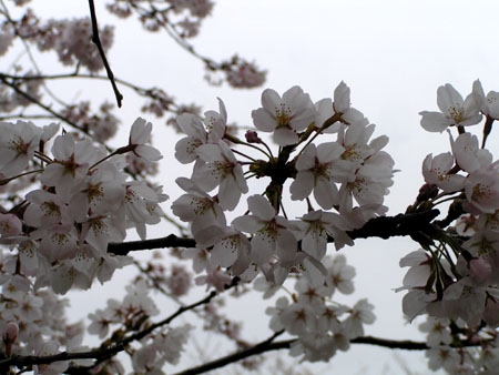 Eunpa Cherry Blossoms 2