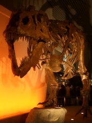 Dinosaur ： Sue