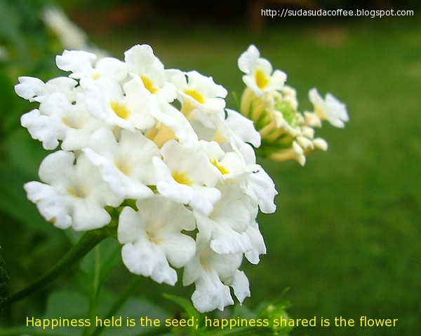 quotes on Happiness flower seed