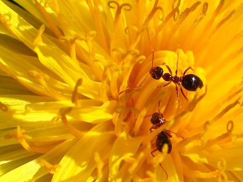 Ants on dandelion