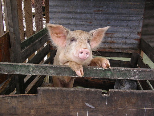 The poor abused pig in Utila (see previous entry). Still, she seemed quite welcoming when I came over to visit and take pictures.