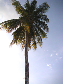 CoconutTree