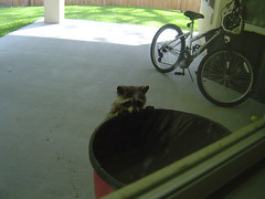 Racoon hanging on to the trash can