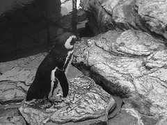 Penguin, black and white
