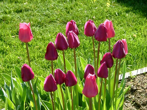 05 tulips