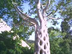 Crazy tree