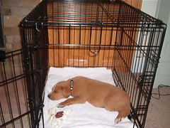 Rex sleeping in his crate
