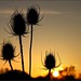 teasels in sunset