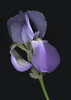 Blue Iris Dharma