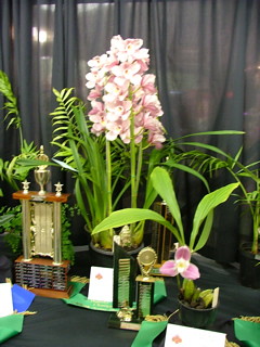 Bunbury Orchid Show