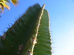 Cactus Tower