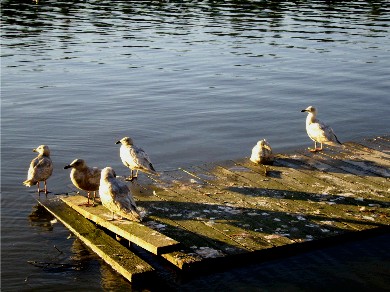 seagulls-tld