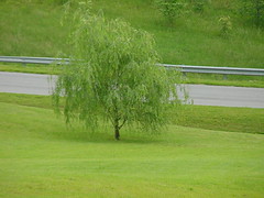Our Weeping Willow