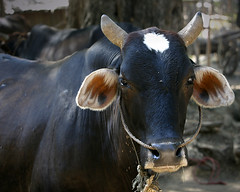 Brahma bull portrait