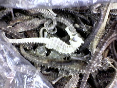 Dead seahorses
