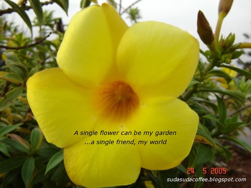 flower photo with quote by Buscaglia