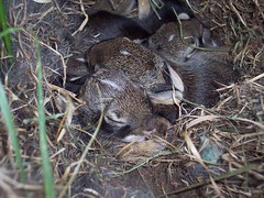 Baby Rabbits Lined Up in Nest