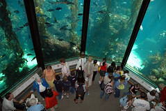 Monterrey Aquarium 14